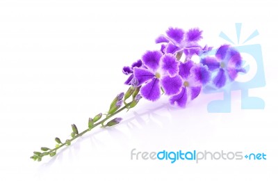 Purple Flowers Isolated On White Background Stock Photo