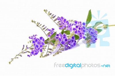 Purple Flowers Isolated On White Background Stock Photo