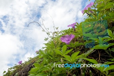 Purple Flowers Of Ivy Plant And Blue Sky Stock Photo