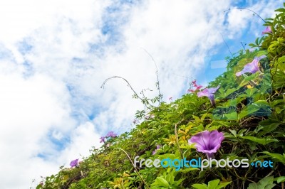 Purple Flowers Of Ivy Plant And Blue Sky Stock Photo