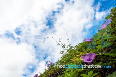 Purple Flowers Of Ivy Plant And Blue Sky Stock Photo