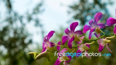 Purple Flowers, The Orchids On Tree Stock Photo