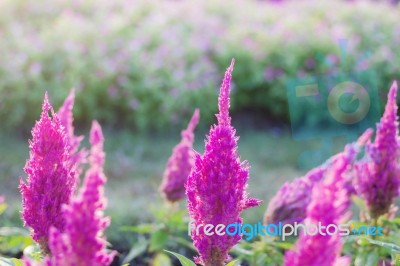 Purple Flowers With Colorful Stock Photo