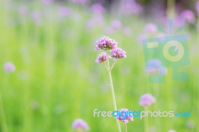 Purple Flowers With Colorful Stock Photo