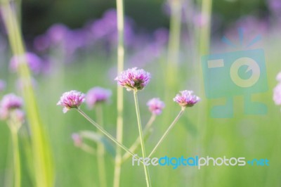 Purple Flowers With Green Background Stock Photo