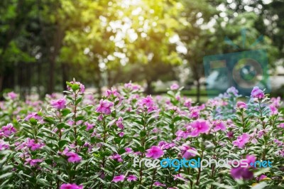 Purple Flowers With Sunlight Stock Photo