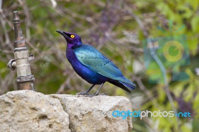 Purple Glossy-starling Stock Photo