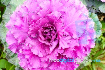 Purple Green Ornamental Cabbage Close Up Stock Photo