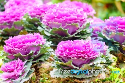 Purple Green Ornamental Cabbage Close Up Stock Photo