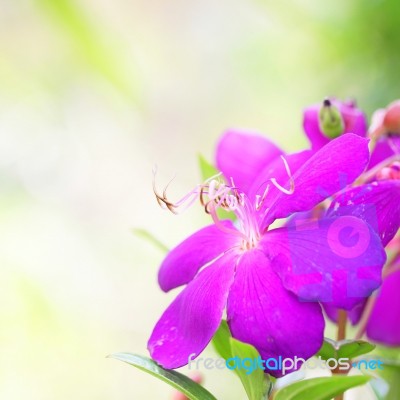 Purple Hawaii Flowers Stock Photo