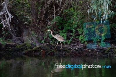 Purple Heron (ardea Purpurea) In The Danube Delta Stock Photo