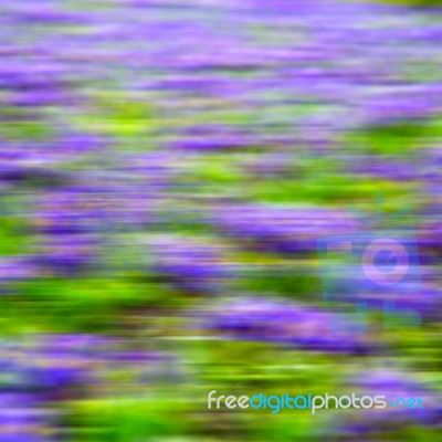 Purple In London Yellow Flower Field Nature And Spring Stock Photo