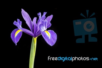 Purple Iris Stock Photo