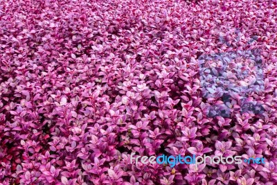 Purple Leaf Texture, Leaf Background Stock Photo