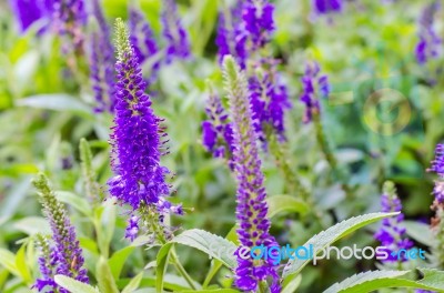 Purple Loosestrife(lythrum Salicaria) Or Crybaby-grass Stock Photo