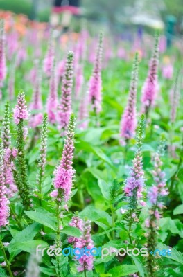 Purple Loosestrife(lythrum Salicaria) Or Crybaby-grass Stock Photo