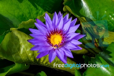 Purple Lotus Blooming In The Garden Stock Photo