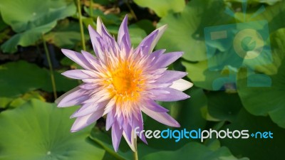 Purple  Lotus Flower Stock Photo