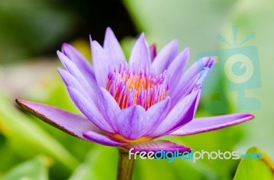 Purple Lotus Flower ( Nymphaea Nouchali ) Stock Photo