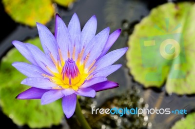 Purple Lotus Flower ( Nymphaea Nouchali ) Stock Photo