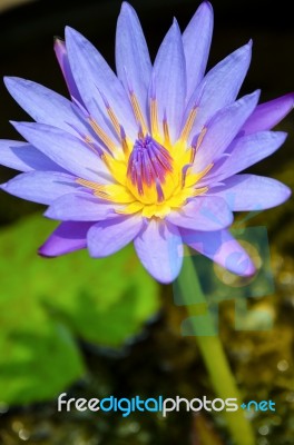 Purple Lotus Flower ( Nymphaea Nouchali ) Stock Photo