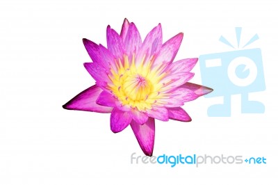 Purple Lotus On The White Background Stock Photo