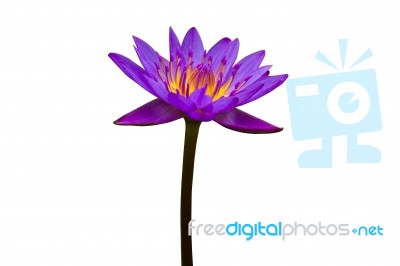 Purple Lotus On White Background Stock Photo