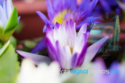 Purple Lotus With Beautiful Stock Photo