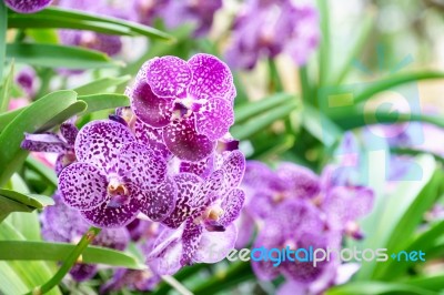 Purple Mokara Hybrids Orchid In Garden Stock Photo