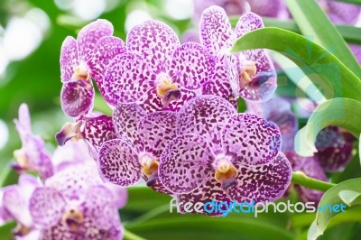 Purple Mokara Hybrids Orchid In Garden Stock Photo