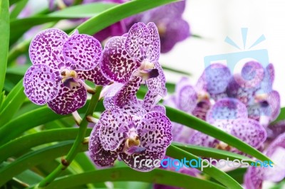 Purple Mokara Hybrids Orchid In Garden Stock Photo