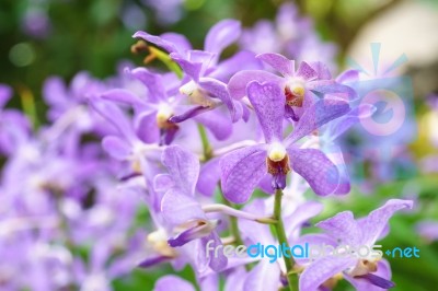 Purple Mokara Hybrids Orchid In Garden Stock Photo