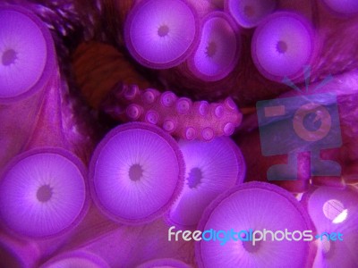 Purple Octopus Tentacles 1 Stock Photo