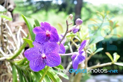 Purple Orchid Stock Photo