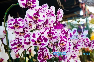 Purple Orchid Stock Photo