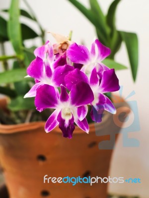 Purple Orchid In A Flower Pot Stock Photo