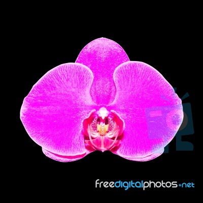 Purple Orchid Isolated On Black Background With Clipping Path Stock Photo