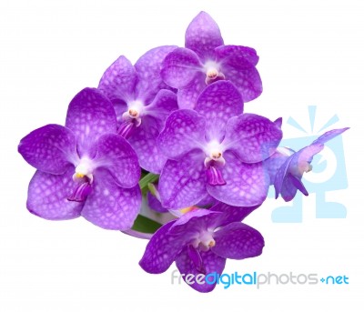 Purple Orchid Isolated On White Stock Photo