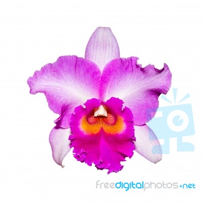 Purple Orchid Isolated On White Background With Clipping Path Stock Photo