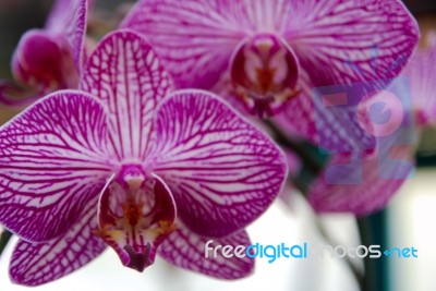 Purple Orchid Veins Stock Photo