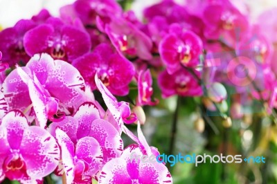 Purple Orchid With Beautiful Stock Photo