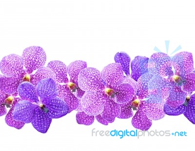 Purple Orchids Stock Photo