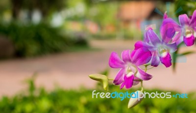 Purple Orchids On Tree Stock Photo