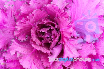 Purple Ornamental Cabbage Close Up Stock Photo