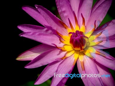 Purple Petal And Yellow Pollen Of Water Lily Stock Photo