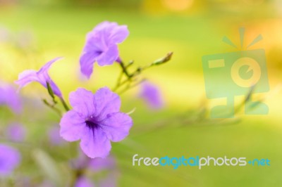 Purple Pink Flower Selective Focus Blur Background Stock Photo