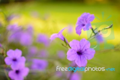 Purple Pink Flower Selective Focus Blur Background Stock Photo