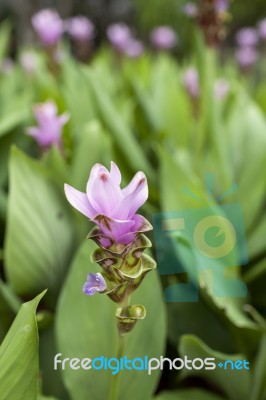 Purple Siam Tulip Flower Garden Stock Photo