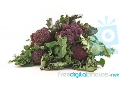 Purple Sprouting Broccoli Stock Photo