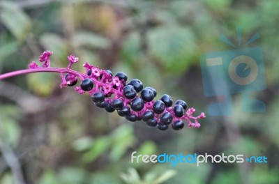 Purple Strange Flower Stock Photo